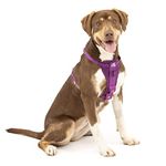 Kurgo, Enhanced Strength Tru-Fit Smart Harness for Dogs, Purple, Medium