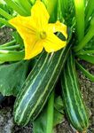 Gebdinsh Garden® Imported Green Squash/Zucchini Vegetables Seeds For Kitchen Gardening (Pack Of 2 Gram Seeds)