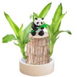 Brazilian Lucky Wood Plant, Easy Grow and Easy Care Hydroponic Potted Plant Stump, Newly Mini Potted Home Decor Plant, Desktop Ornament for Office Living Room Study Balco (Black(Panda))