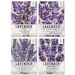 Seed Needs, Lavender Herb Seed Pack