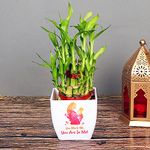 Floweraura Lukcy 2 Layer Bamboo Plant Indoor Live With Decorative Pot For Living Room, Table/Desktop Corner, Office/Home Decoration, Multicolor