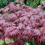 Japanese Maple Trees