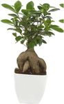 Live Beautiful Banyan Bonsai Tree Live Plant Small