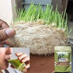 Seedbasket Organic Wheatgrass seeds for Wheat grass Juice (100 Grams | 1800 Seeds) (Wheat grass Seed)