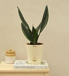 UGAOO Sansevieria Whitney - Snake Succulent Live Plant with Pot - Medium