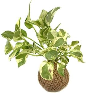 myBageecha Kokedama Moss Ball Pearl & Jade Pothos Money Plant Live Decorative Indoor in Jute Rope
