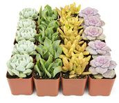 Succulent Plants (20 Pack) Fully Rooted in Planter Pots with Soil | Real Live Potted Succulents/Unique Indoor Cactus Decor by Plants for Pets