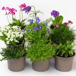 9 x Rockery Plants - Perennial Garden Ready Flowers in 10.5cm Plant Pot, Hardy Outdoor Ground Cover & Trailing Plants Year Round