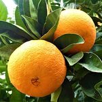 IXORA Washington Navel Orange Variety Grafted Santra Fruit Live Plants & Tree(1-2 Feet Size)