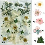 YellowCult Natural Real Dried & Pressed Flowers for Art Craft - Mixed, Multicolor for Soap, Candle, Scrapbooking, DIY, Resin Jewelry, Pendant - [Luxury White 18x13 cm Sheets]