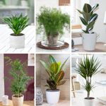 YouGarden Houseplant Collection, Six Plants in 12cm Pots, Beautiful Evergreen Indoor Real Plants, Easy to Grow Air Plants for Homes and Offices, Scandy Style Plants for Home