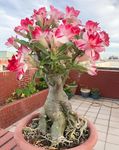 Rosy Adenium/Desert Rose Flower Live Plant Indoor Bonsai (Desert Rose) (1 Live Bonsai Plant) Without pot:..