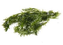 PondPlantsUK - 2 x Live Plants for aquascaping, mosses, Fern, Tropical Aquatic Plants in Weights (Egeria Densa)