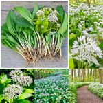 Woodland bulbs® 25 x Wild Garlic Bulbs - Spring Flowering Bulbs - Allium Ursinum - Freshly Lifted Bulbs - UK Grown