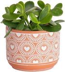 Costa Farms Jade Plant, Crassula ov