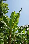 Pair of Hardy Banana Plants (Musa Basjoo) in 12cm Pots