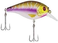 Flicker Shad Shallow Purple Tiger 2