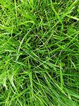 Hundredfold Perennial Ryegrass 50 Grams Seeds - Lolium perenne English or Winter Ryegrass, Fresh Canadian Turf Seeds for Lawns, Gardens and Sports Fields, Cool-Season Grass, Covers 25 sq ft