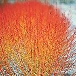 Dogwood Winter Flame Hardy Cornus Shrubs Multipack with Amazing Colour in Winter, Outdoor Easy to Grow, 3 x Cornus Sanguinea Plants in 9cm Pots by Thompson and Morgan