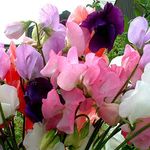 SeeKay - Sweet Pea - Mammoth Mixed - appx 230 Seeds - Lathyrus