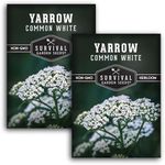 Survival Garden Seeds White Yarrow Seeds for Planting - 2 Packets with Instructions to Plant & Grow Beneficial Flowering Herbs in Your Home Vegetable Garden - Non-GMO Heirloom Variety