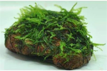 Marcus Fish Tanks - Christmas Moss On Lava Rock Live Aquarium Plant Freshwater Aquatic Moss BUY 2 GET 1