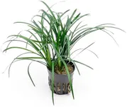 CANTON AQUATICS Mondo Grass (Ophiogon Japonica) - Used as a Ground Cover - Evergreen Plant - Foreground Positioning - All Natural & Organic Aquatic Plant - Long Lasting & Easy to Care - 2" Pot