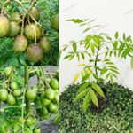 Golden Bloom 1 Live All Season Hybrid Thai Air Layering Sweet Hog Plum Sweet Bilati Amra Hybrid Thai Air Layering Fruit Plant/Spondias Mombin Fruit Tree 1-1.5 FT Live Plant (Healthy Plant)