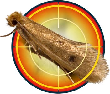 NOPE! Moth Killer Spray 5L – Odourless, Long-Lasting Clothes & Carpet Repellent
