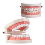 2Pcs Teeth Dental Demonstration Model 28 Teeth Standard Anatomical Tooth Model Tool for Dental Teaching or Oral Care