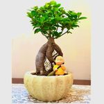 Abana Homes Bonsai Plants For Home Indoor Live in Ceramic Pot 4 Years Old 24 cms