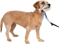 PetSafe Gentle Leader No-Pull Dog Headcollar - The Ultimate Solution to Pulling - Redirects Your Dog's Pulling for Easier Walks - Helps You Regain Control - Small, Royal Blue