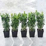 Box Shrub x 5 Buxus Hedge Plants Hardy Evergreen Hedging Shrub Topiary for Outdoors & Patio Containers Buxus Sempervirens in 9cm Pots by Thompson & Morgan