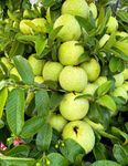 Guava Plant Hybrid All Seasons (Pack of 1)