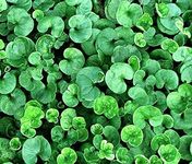 Dichondra Ground Cover Dichondra Re