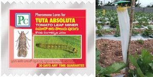 Trap For Leaf Miners