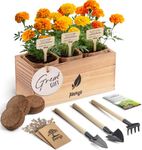 AVERGO Marigold Seeds Flower Growing Kit – Complete Indoor & Outdoor Kit with Marigold Seeds, Planter, Soil, Tools, Instructions – Ideal for Planting Marigold Flowers at Home or Garden