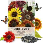 Seed Needs, Specialty Blend of 500+ Sunflower Seeds for Planting (15+ Varieties, Crazy Mixture) Heirloom, Open Pollinated & Untreated - Attracts Butterflies & Bees Bulk