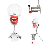 Dental Simulator Manikin Phantom Head Teeth Model Training Bench Mount Fix on Desk