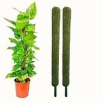 Lacian Plant Support Moss Stick, Green Grass Pole for Money Plant, Climbing Indoor Plants, 3 Ft Moss Pole for Climbers, Indoor Plants, Creepers - Set of 2 Pcs