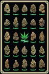 Best Buds Poster (24x36) PSA010270