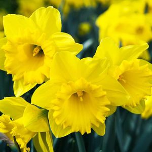 50 Yellow 