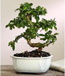 Brussel's Bonsai Live Fukien Tea Bonsai Tree - Large, 14 Year, 14 to 20 inches Tall - Indoor Bonsai Tree Live with Ceramic Bonsai Pot