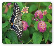 Swallowtail Butterfly Mouse Pad, Rare Butterfly on Blooming Spring Flowers Ecology Nature Theme, Standard Size Rectangle Non-Slip Rubber Mousepad, Green Pink Black