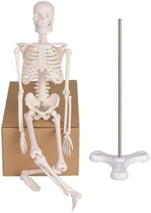 Ultrassist Mini Human Skeleton Model, Portable 17” Skeleton Bone Model with Removable Skull, Arms & Legs, Great Teaching Tool for Physiological Education and Human Skeletal System Study