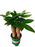 PHULWA Money Tree Triple Trunk Plant (Pachira Aquatica Money Tree) Plastic Pot, Air Purifying indoor & Outdoor, Plant for home & Office decoration