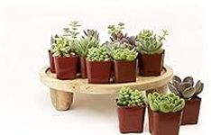 Plants R Us | 20 Pack Succulents in
