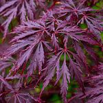 Acer palmatum dissectum 'Garnet' | Japanese Maple Deciduous Potted Trees for Small Gardens | Premium Bushy Plant Shrub Tree in Pot (80-100cm (Incl. Pot))