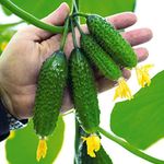 GL Seeds Cucumber Vine F1 (Early 40 Days) Non GMO