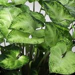 LITTLE JUNGLE Syngonium Mini Pixie -Healthy Live Plant with White Pot | Air Purifying Plant | Indoor Plants for Living Room | Gifting Plants | Rare Plants | Plants For Balcony Home Décor & Office Desk